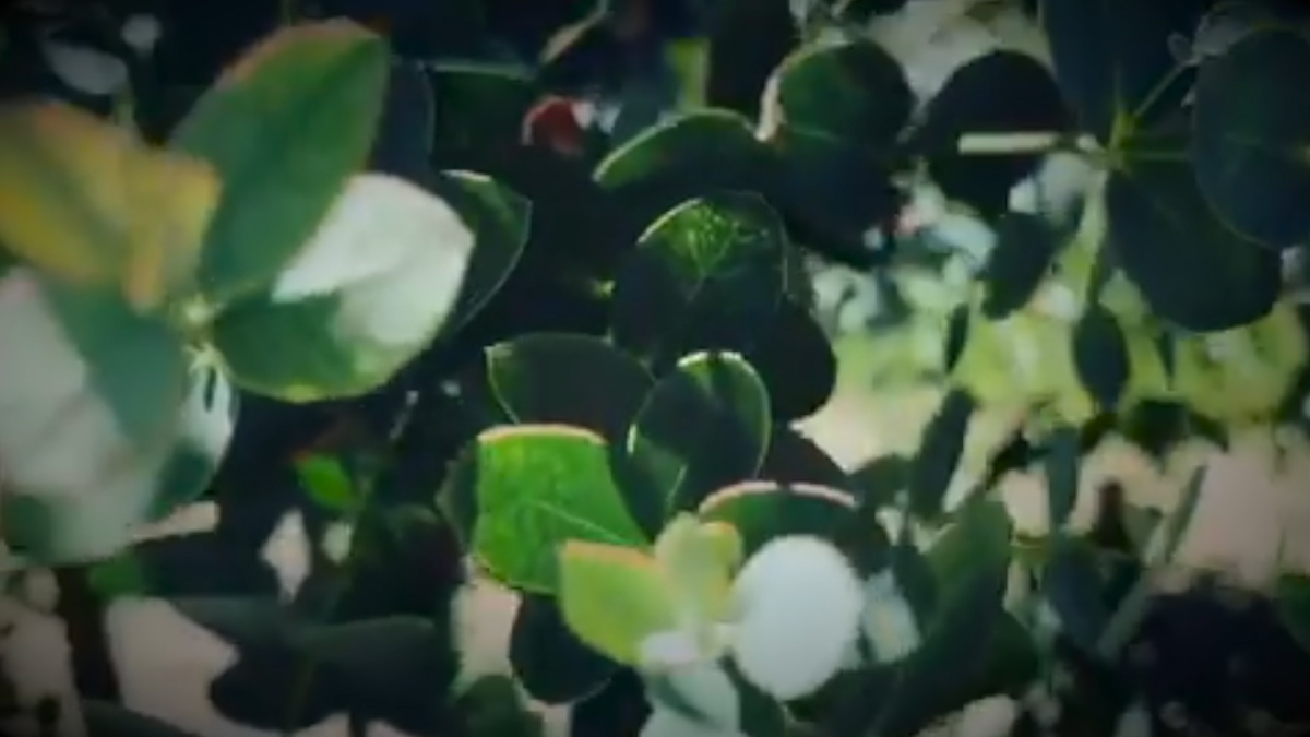 土と風の植物園